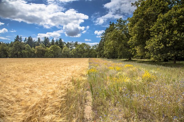 Comment la création régulière d'articles optimisés peut-elle stimuler votre trafic grâce au SEO?